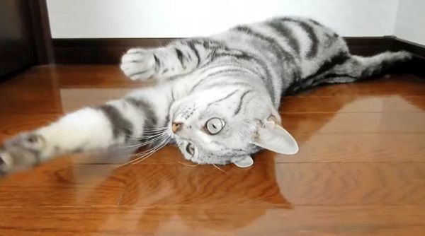 飼い主さんを助けるアメリカンショートヘア