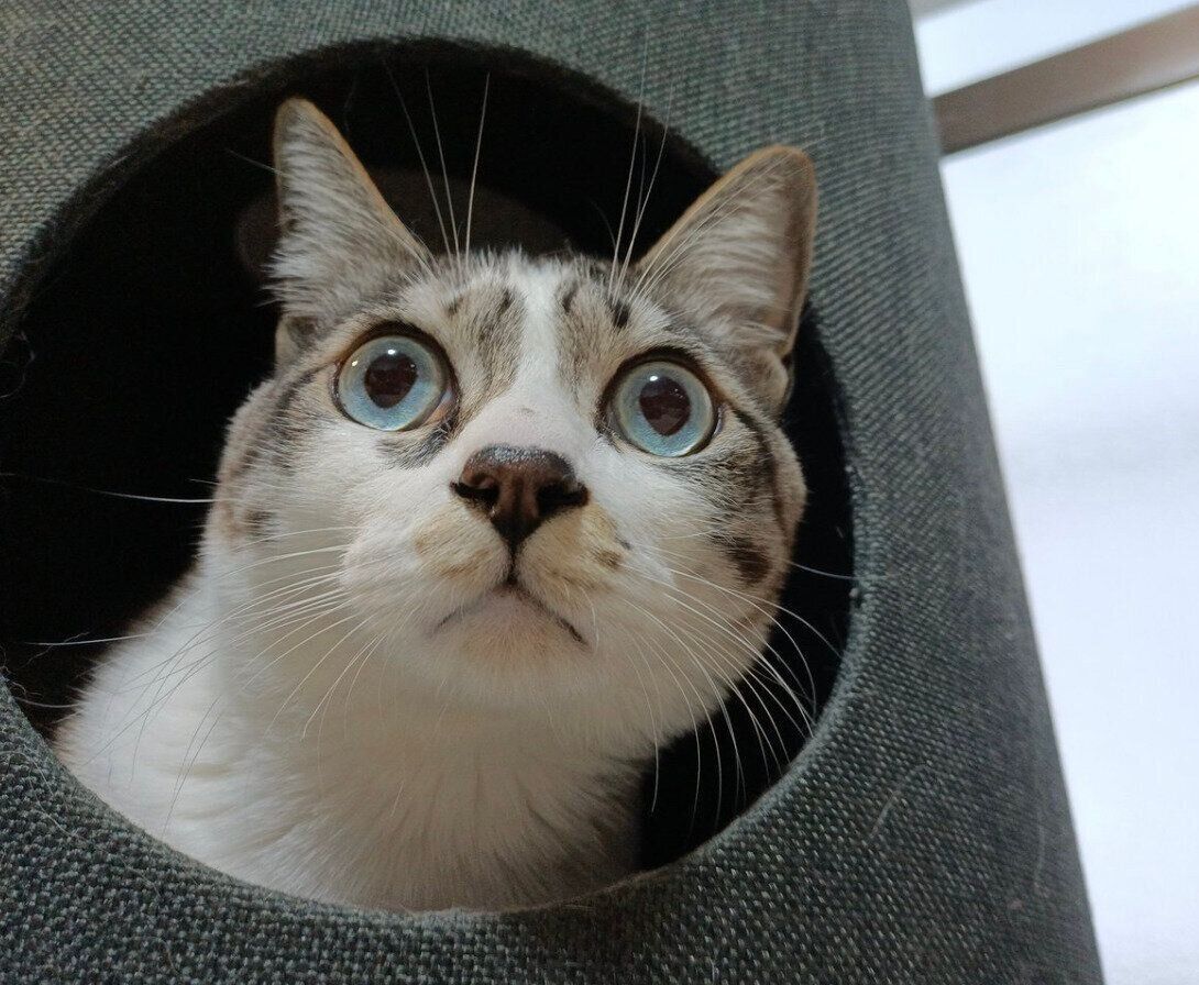 何かを見つめる柱太郎くん