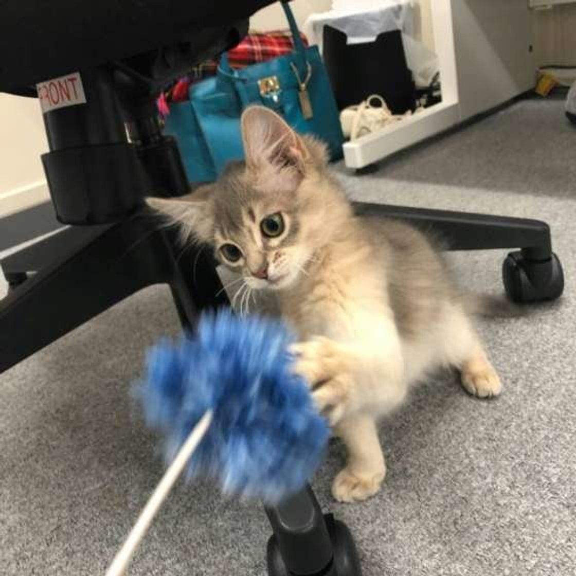 人の言葉がわかるの 愛猫が 絶対に反応する言葉 を調査 ねこのきもちweb Magazine 人の言葉がわかるの 愛猫が 絶対に反応する言葉 を調査 ねこのきもちweb Magazine