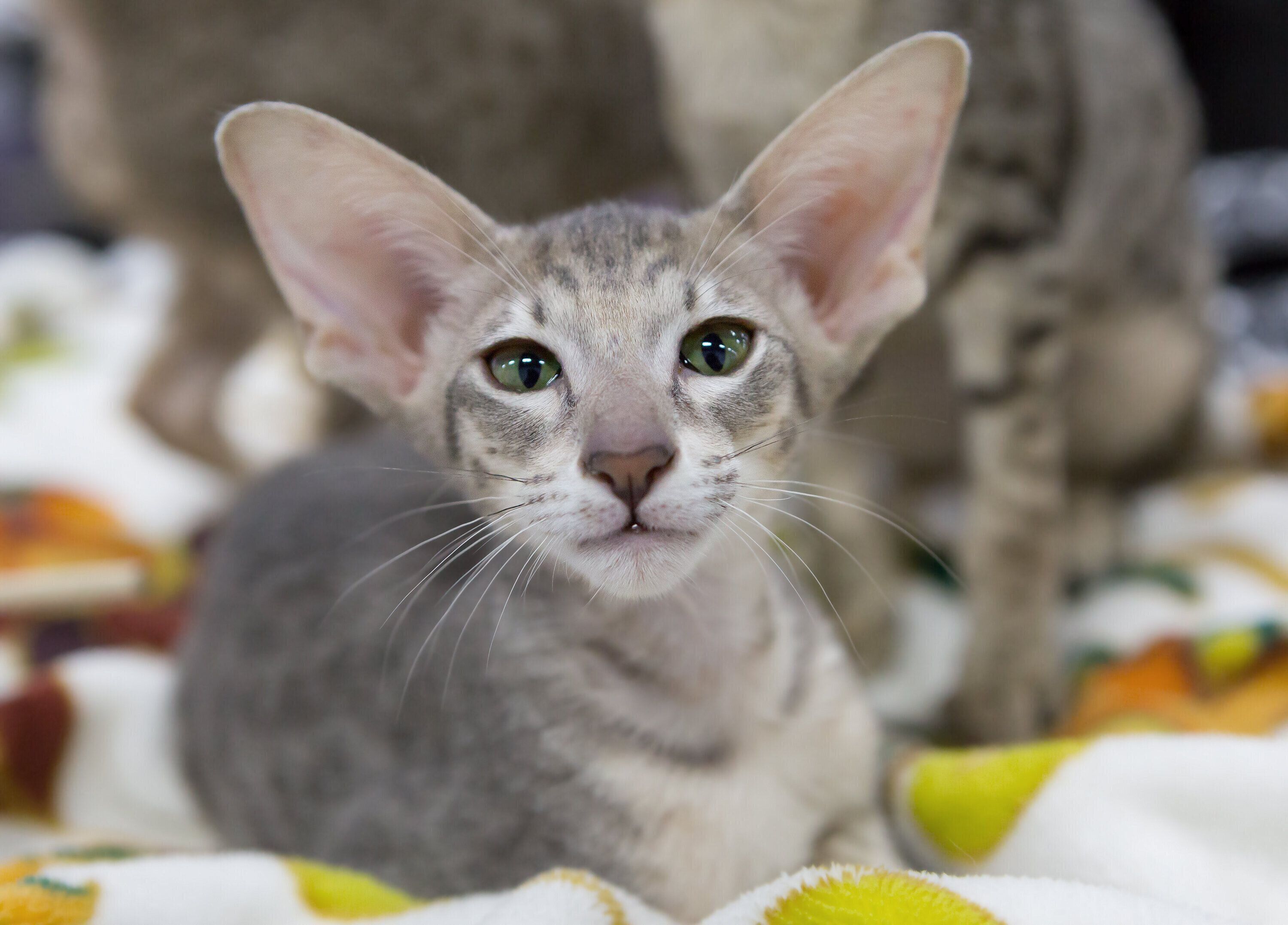 オリエンタルショートヘア