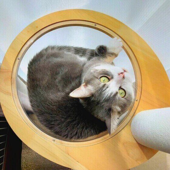 キャットタワーでくつろぐ猫