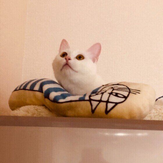 白猫のいとちゃん