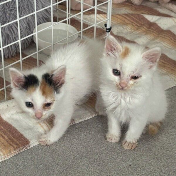 子猫時代のエリスちゃんとペルセウスくん