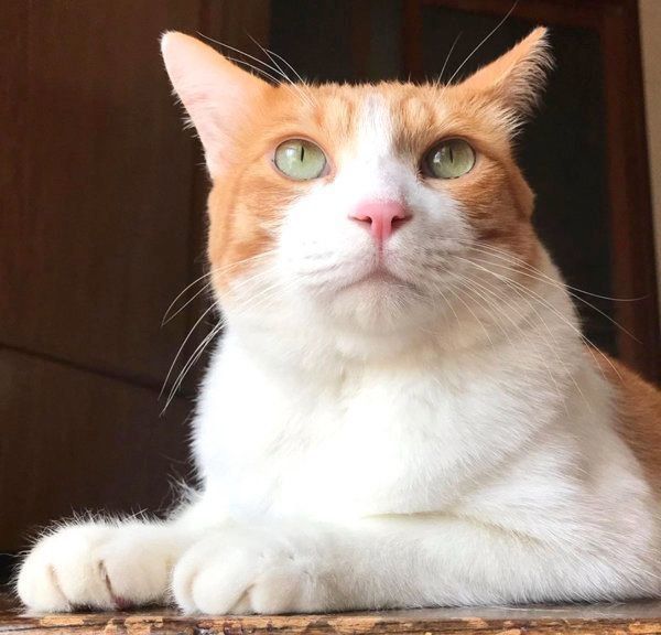 キリッとした表情の猫