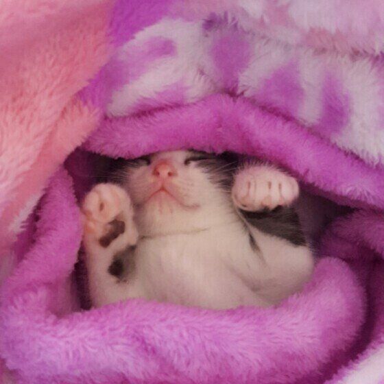 毛布に包まれるとらくん