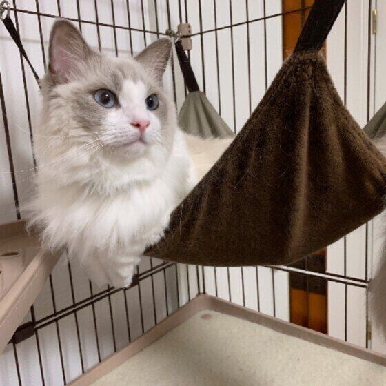 こむぎちゃん（ラグドール）