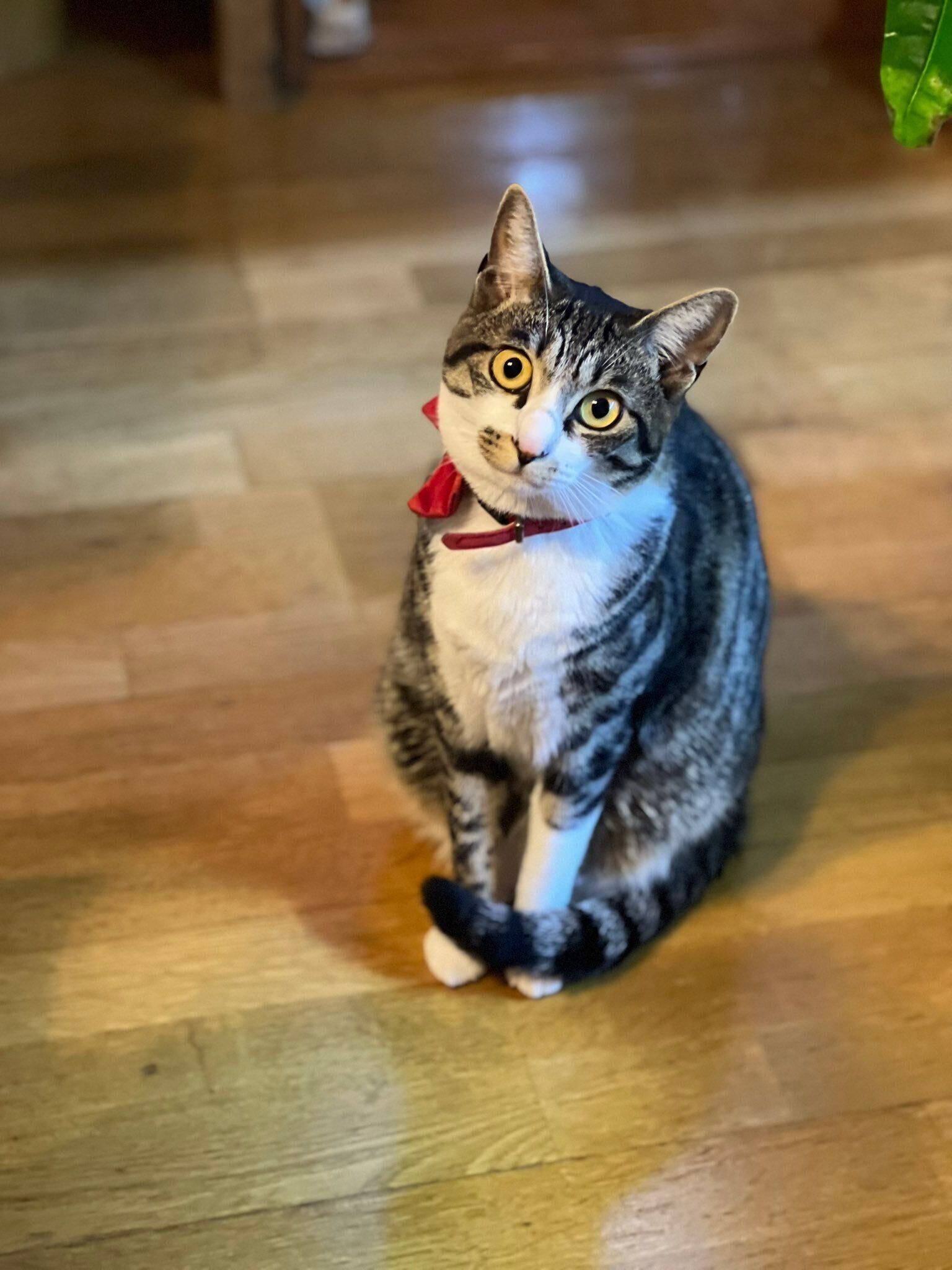 「置き物みたい」と飼い主さんが投稿した1枚　かわいすぎる