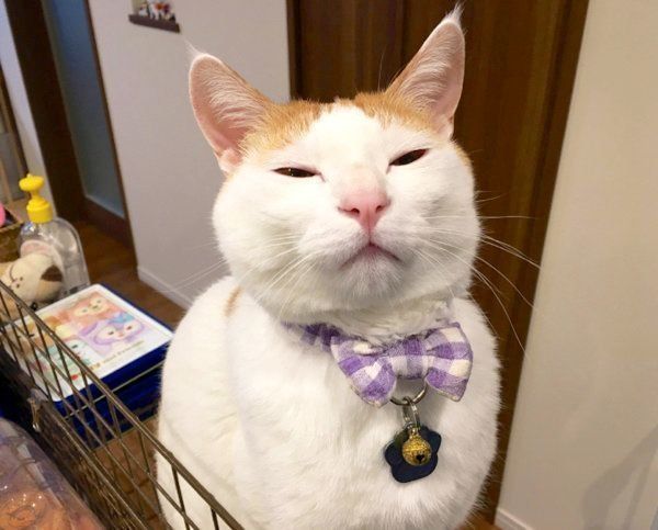 目を細めるむぎくん