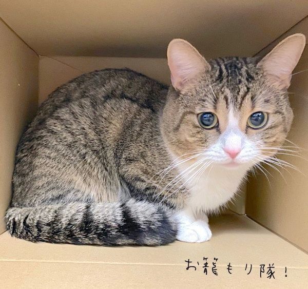 ダンボールの中に入るびあくん