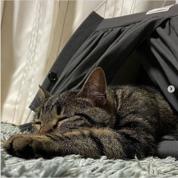 ダイソーの猫商品