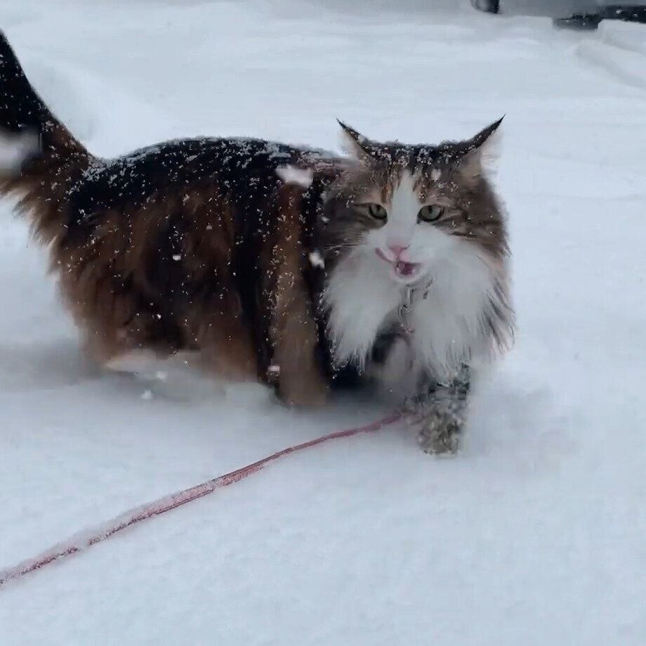 雪の中で遊ぶライカちゃん
