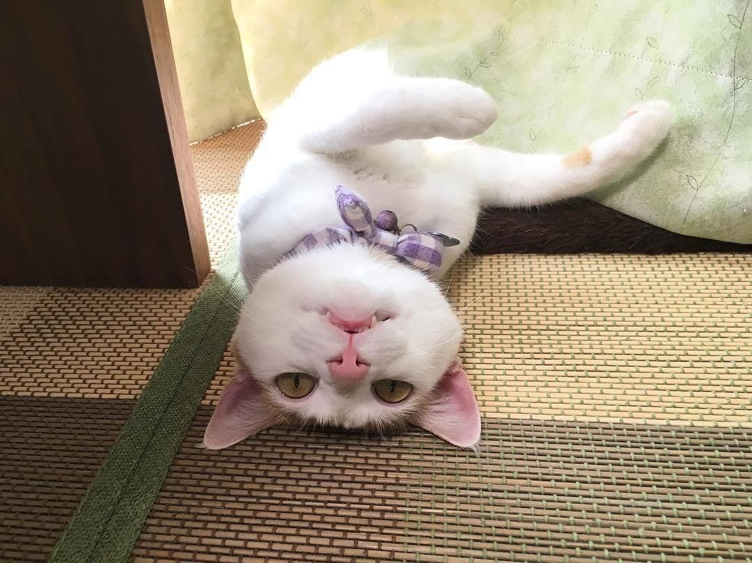 日向ぼっこをする猫