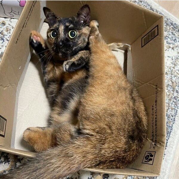 カメラ目線も忘れないしゃけちゃん