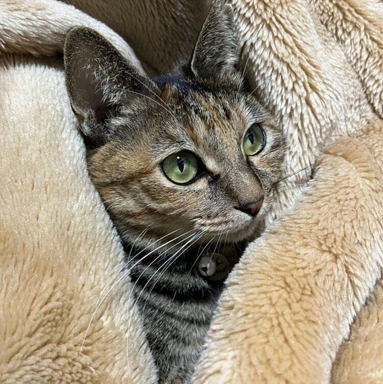 毛布にくるまるメルモちゃん