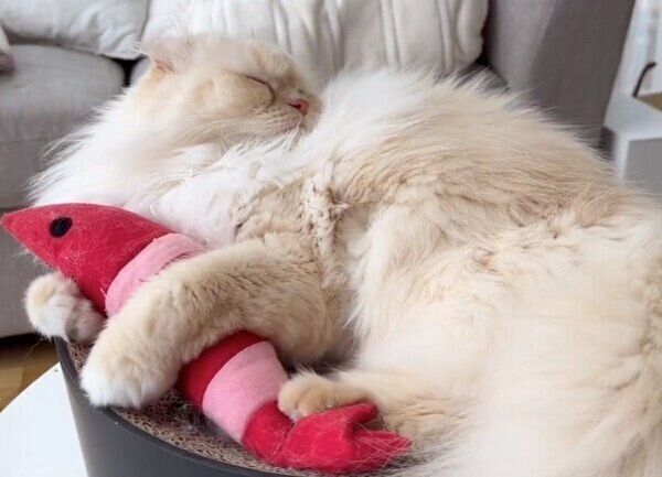 けりぐるみで遊ぶおこめちゃん