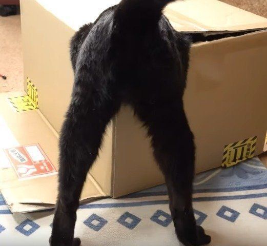 箱と一体化する黒みつくん