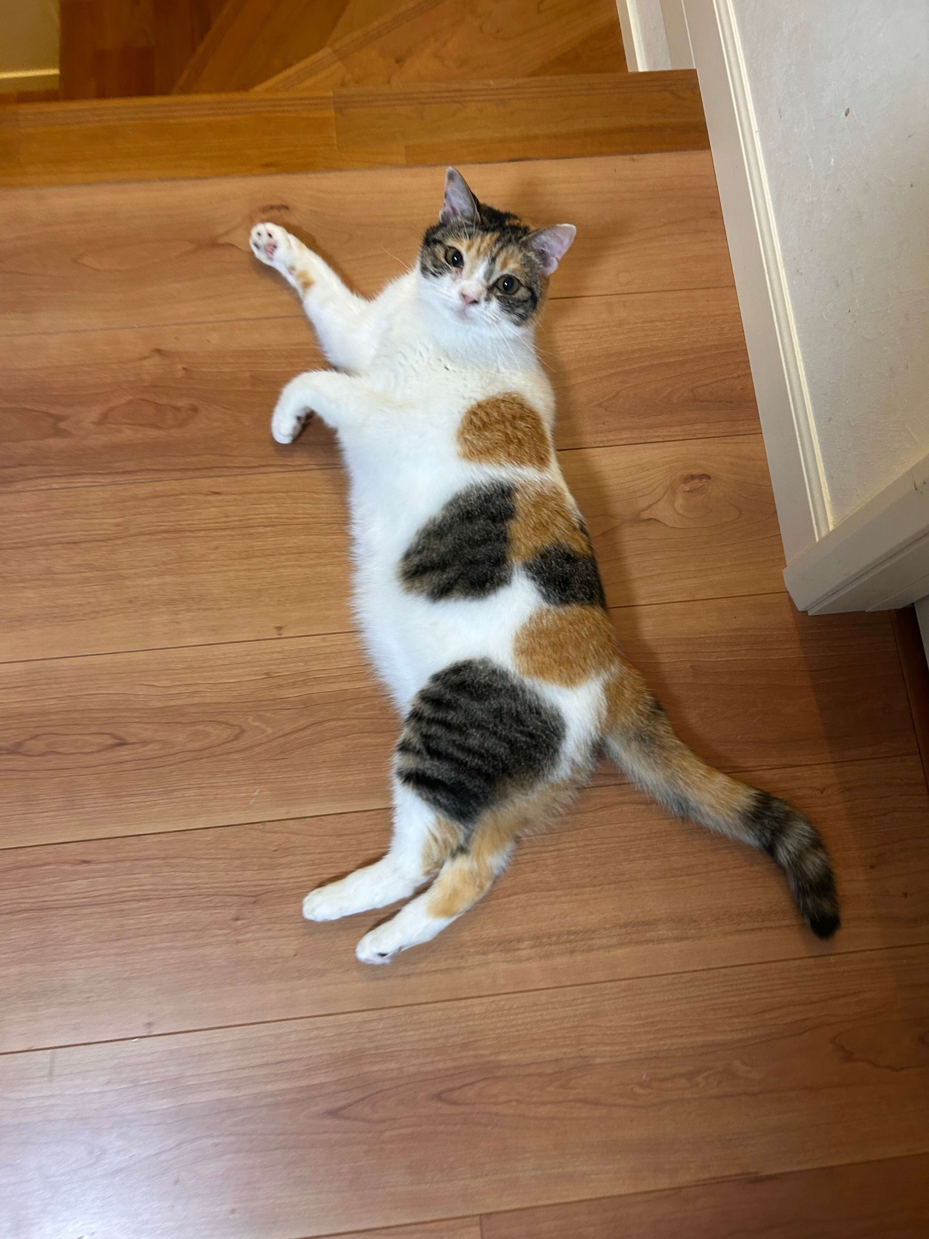 床に寝そべっている猫