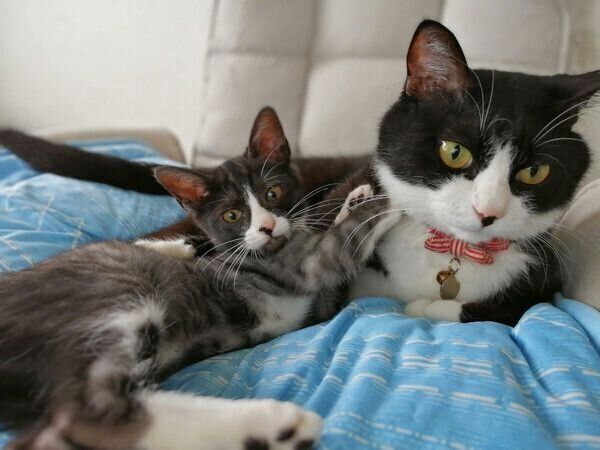 富士丸くんにくっつく天ちゃん