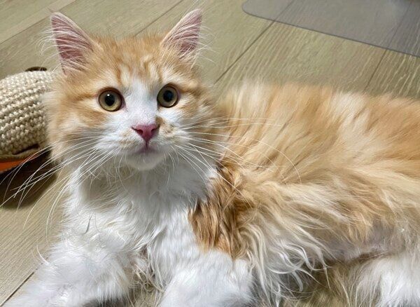2カ月経って体も大きくなったテオくん