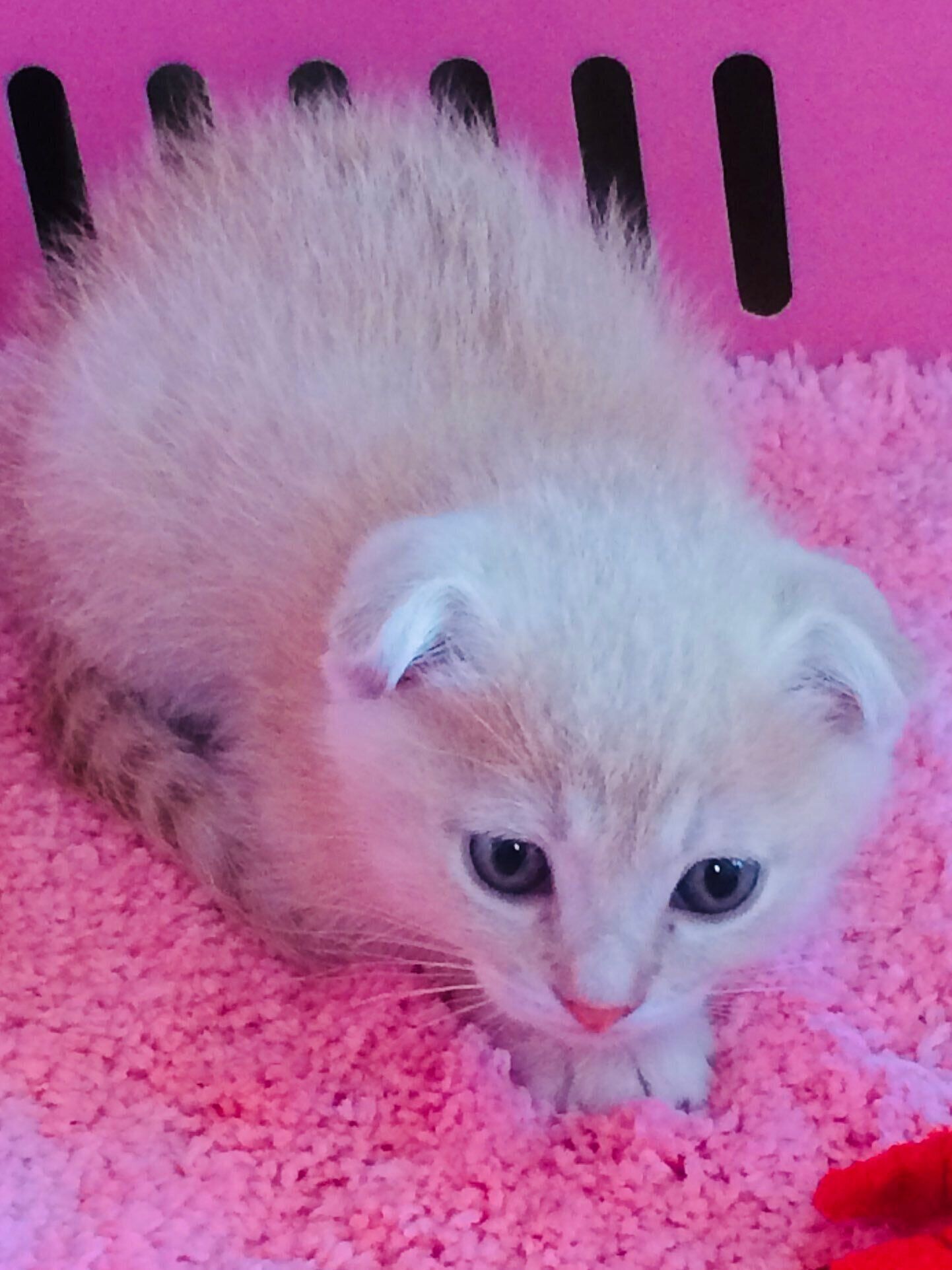 生後1カ月のスコティッシュフォールド
