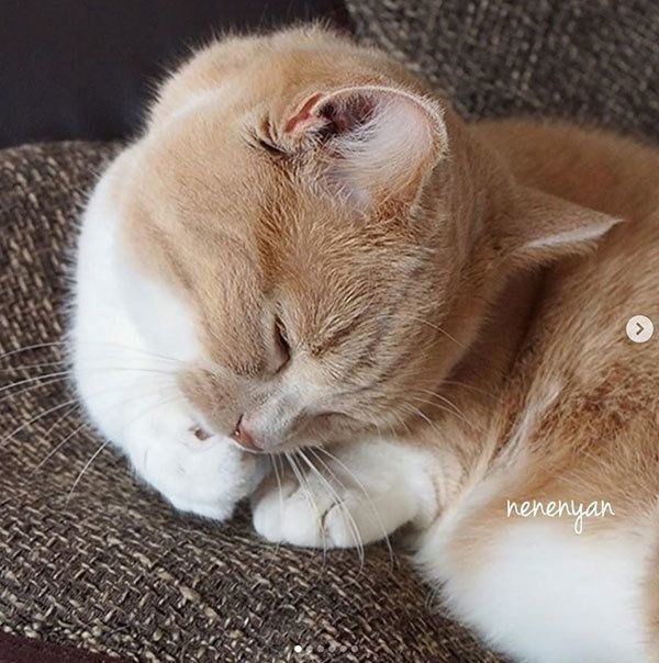 くつろぐマンチカン