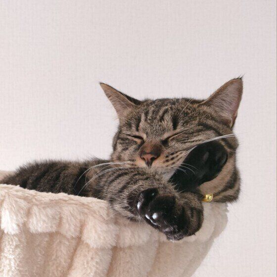 くつろぐキジトラ