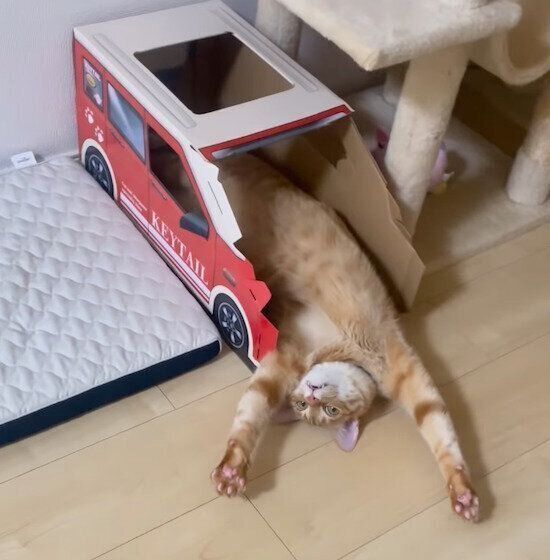 車型の爪研ぎハウスの中でヘソ天するうにくん