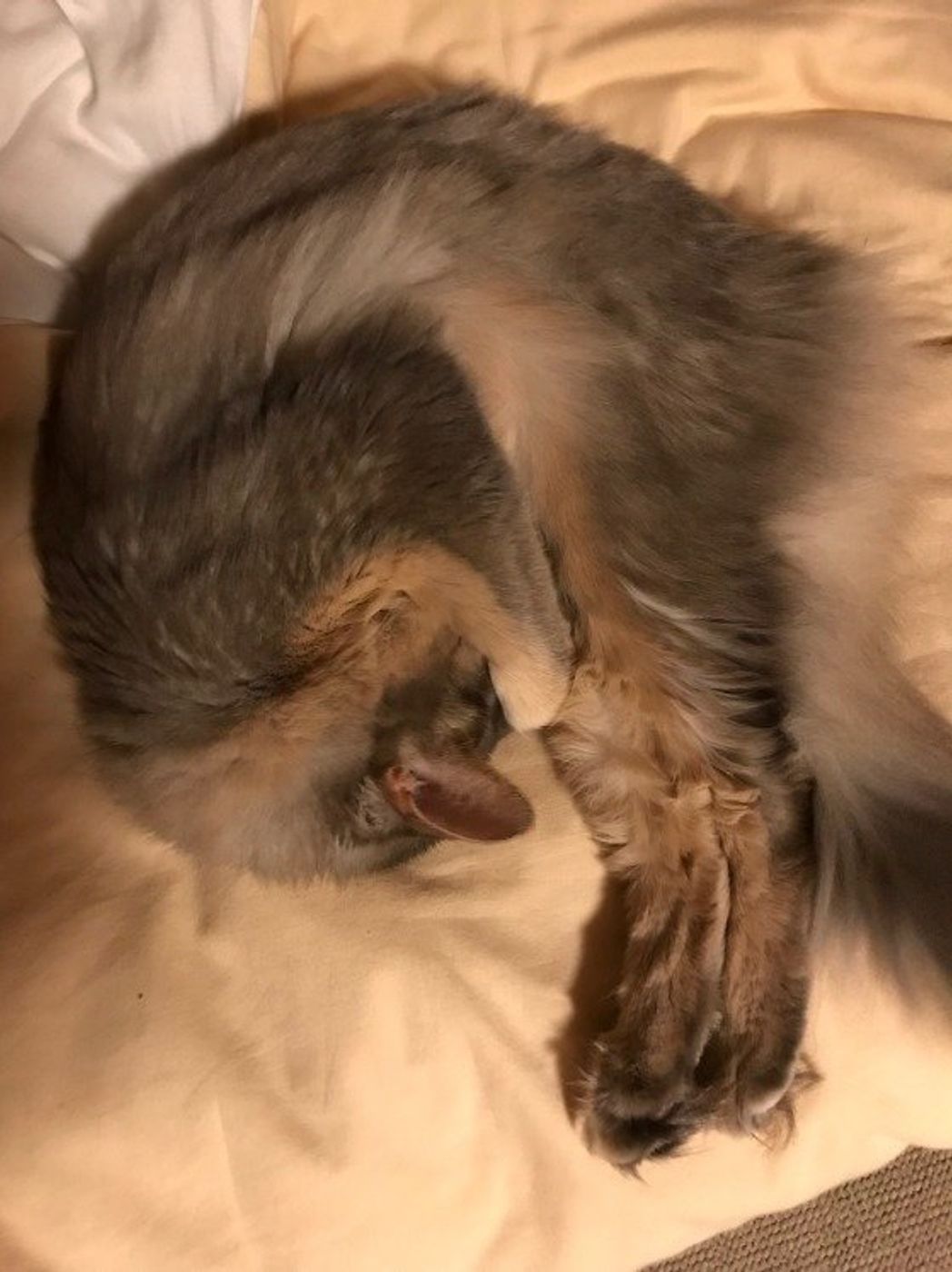 獣医師監修 ビヨーンと伸びる猫 その理由と意味を専門家が解説 画像あり ねこのきもちweb Magazine 獣医師監修 ビヨーンと伸びる猫 その理由と意味を専門家が解説 画像あり ねこのきもちweb Magazine