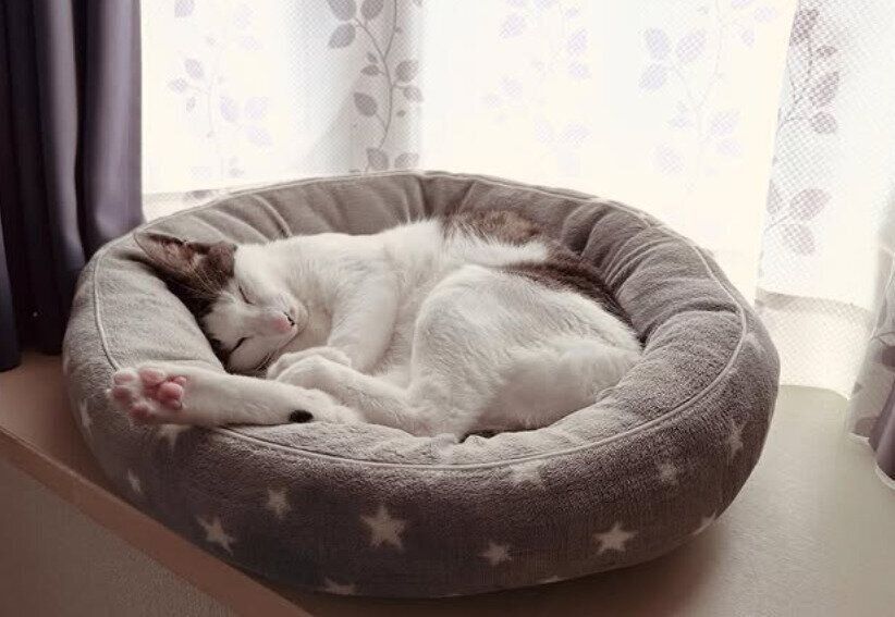 眠っている猫