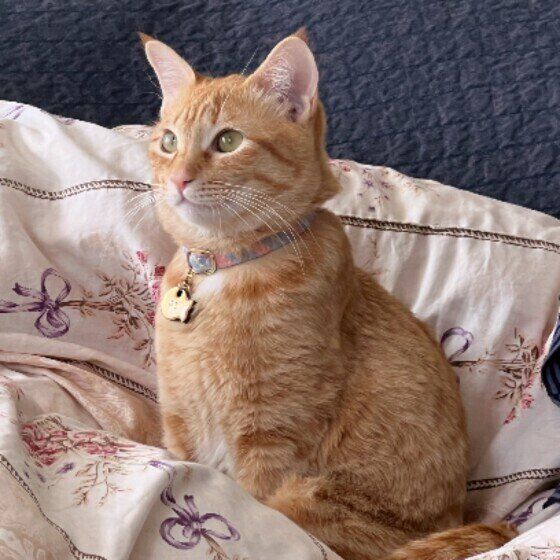 おすまし顔の茶トラ猫