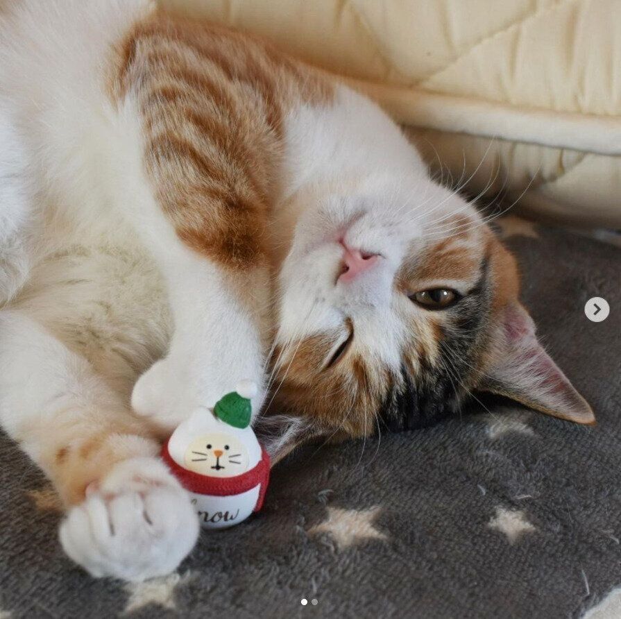 コンコンブルと猫