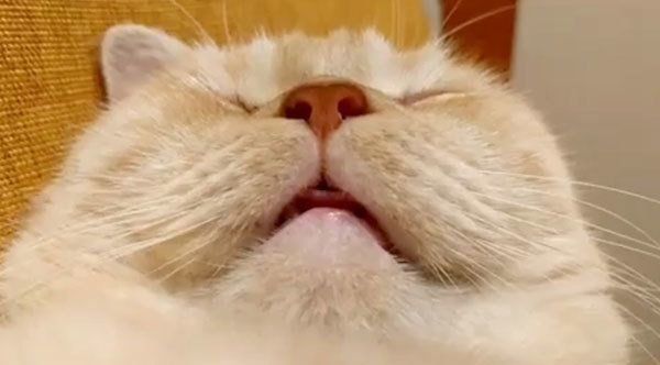 眠るマンチカン