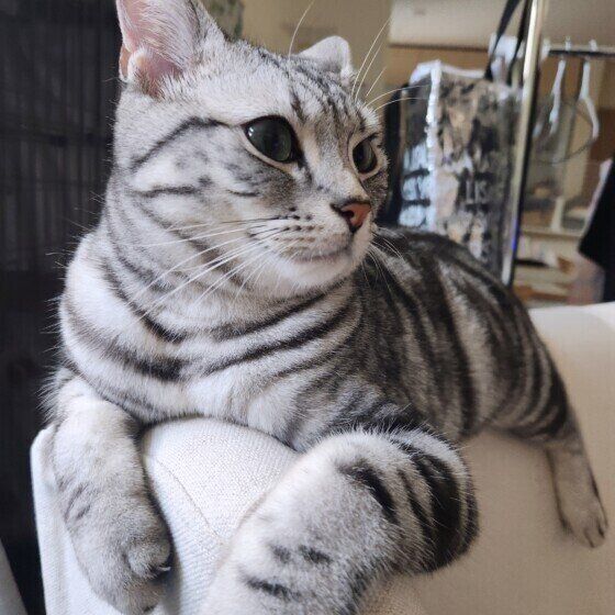 ソファの背もたれでくつろぐアメリカンショートヘア