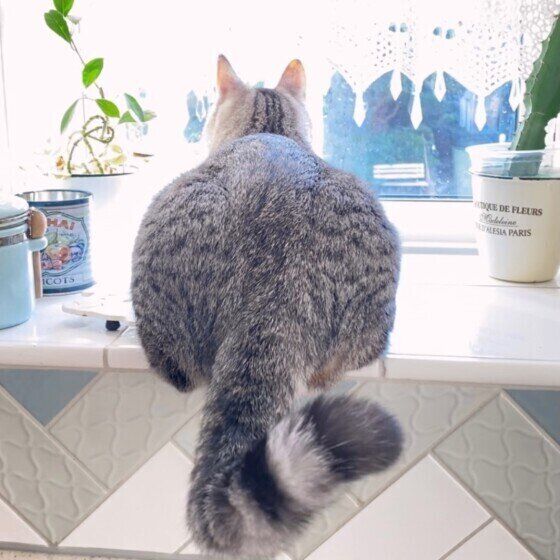 窓際に座るマンチカンのペールくん