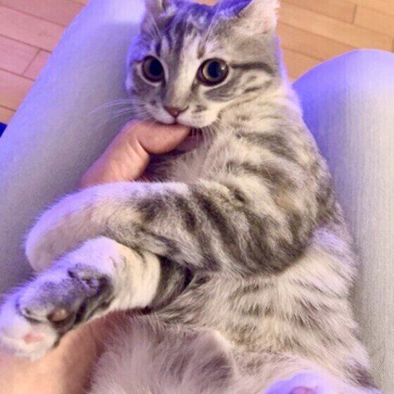 ごま子ちゃんの甘噛みは控えめ