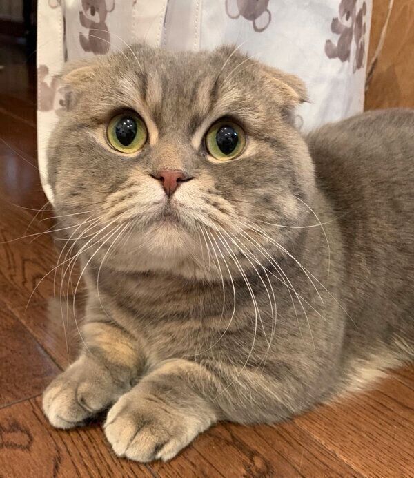 見つめるたこやきくん