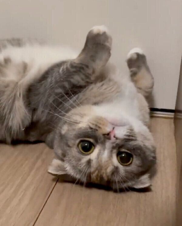 寝転がるほたてちゃん