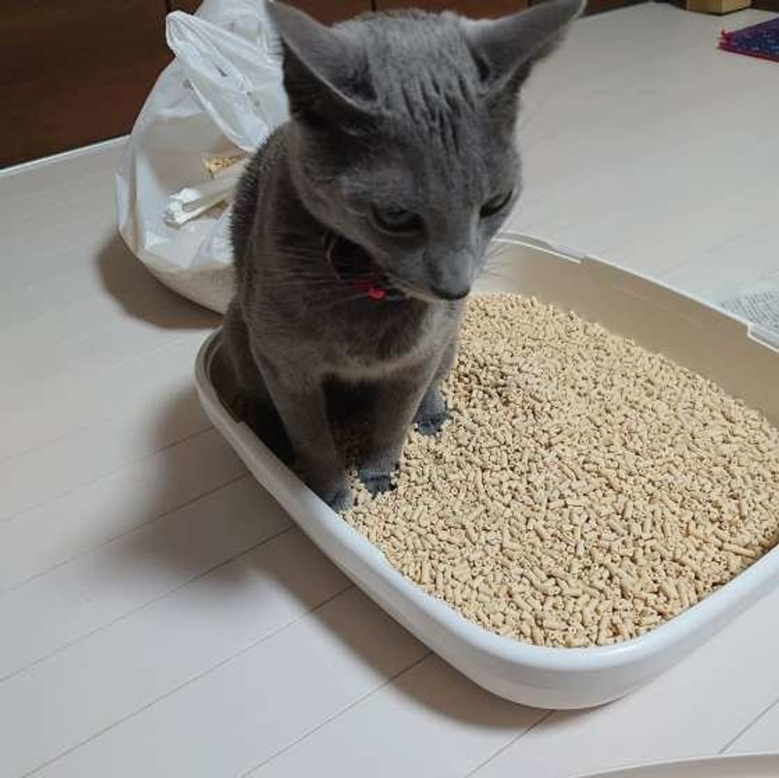 猫がトイレの砂を散らかしてしまう原因4つ 飼い主さんができる対策とは ねこのきもちweb Magazine 猫がトイレの砂を散らかしてしまう原因4つ 飼い主さんができる対策とは ねこのきもちweb Magazine