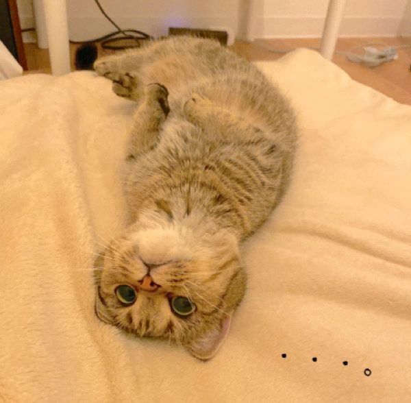 完全脱力するきなこちゃん