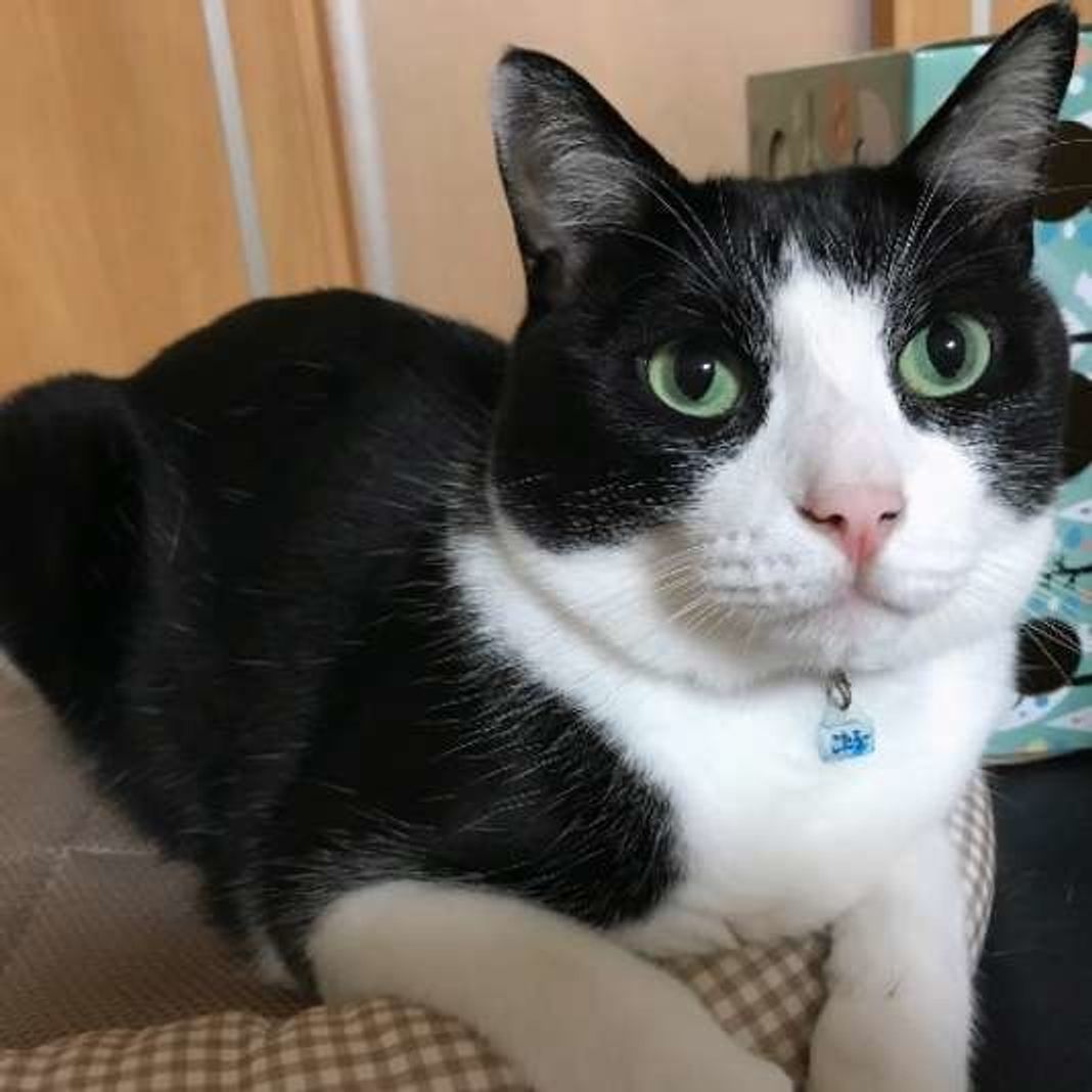 梅雨寒の時期は要注意 愛猫のために気をつけたい3つのポイント ねこのきもちweb Magazine 梅雨寒の時期は要注意 愛猫のために気をつけたい3つのポイント ねこのきもちweb Magazine