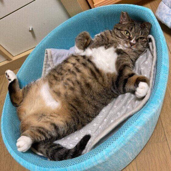 くつろぐキジトラ