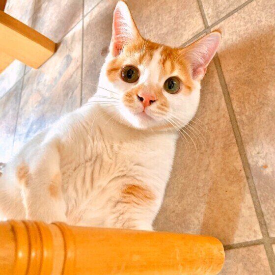 見つめるスコティッシュフォールド