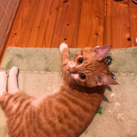 茶トラのはぴくん