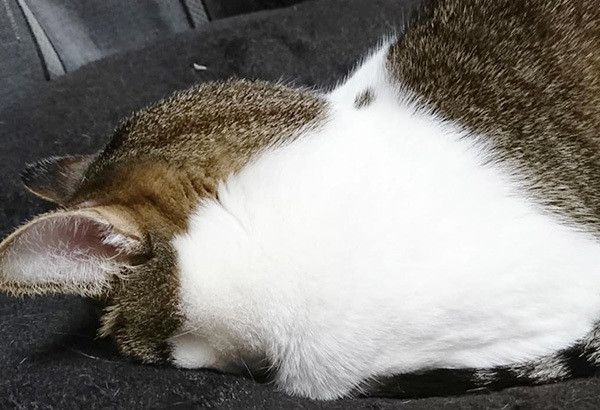 ごめん寝する猫