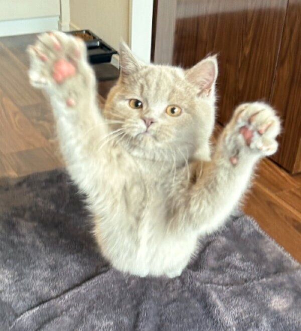 カメラに飛びつくもめんくん