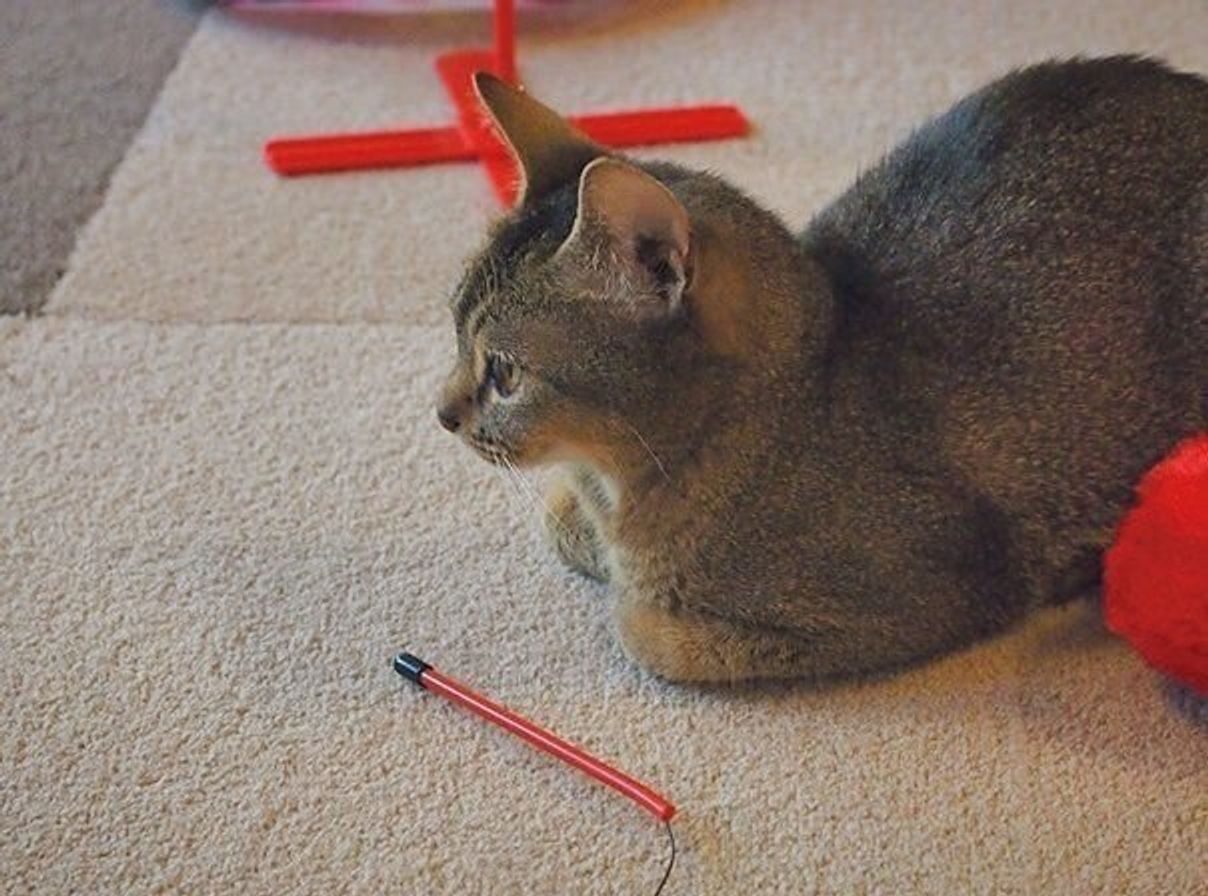 猫を リラックス させるらしいアレ 本当に効く ねこのきもちweb Magazine 猫を リラックス させるらしいアレ 本当に効く ねこのきもちweb Magazine