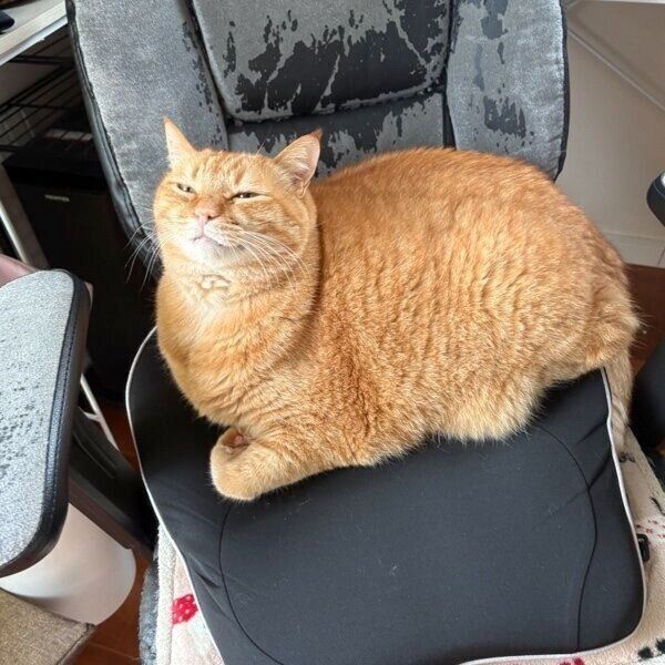 飼い主さんのイスを占拠するすずくん