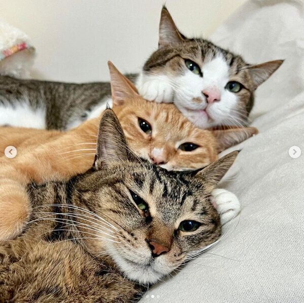 仲良くくっつくマルラニくん、マウロアくん、マイレくん