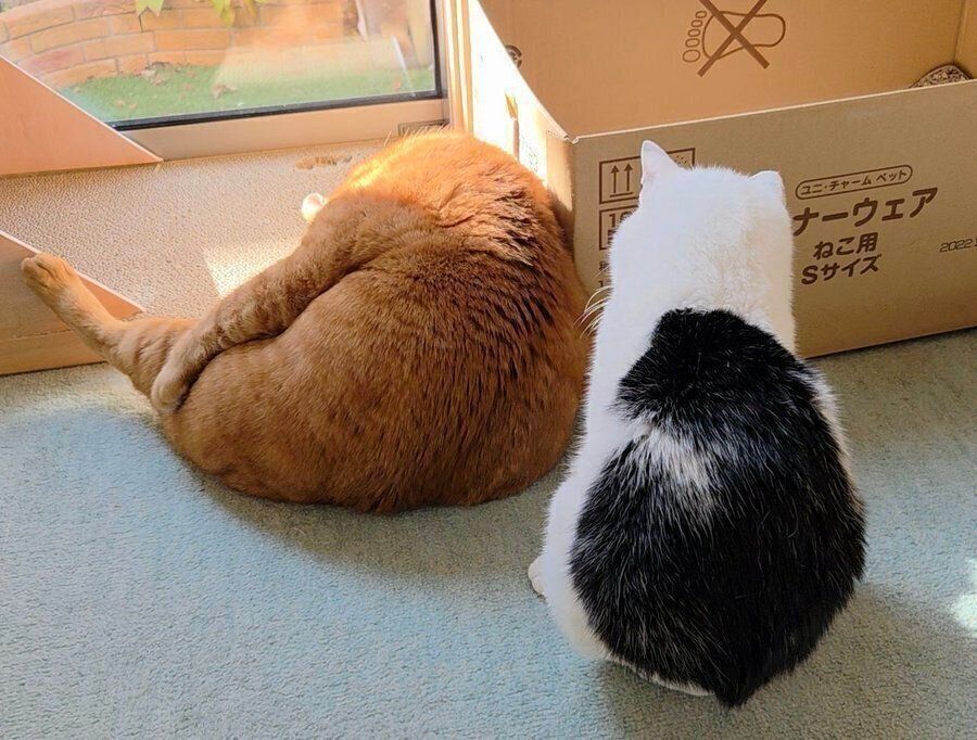 ちゃーくんの背中を見つめるこもくん