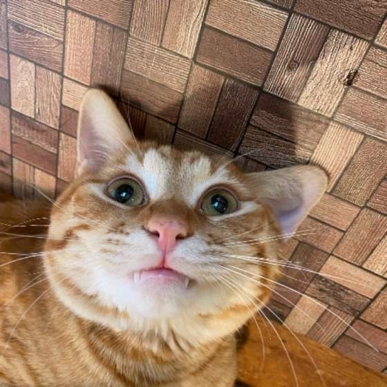 くつろぐ茶トラ